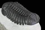 Large, Barrandeops Trilobite - Morocco #84529-1
